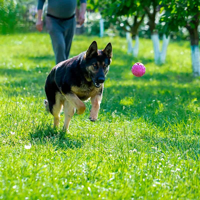 Pitkäkarvainen collie mtreenaa metsässä