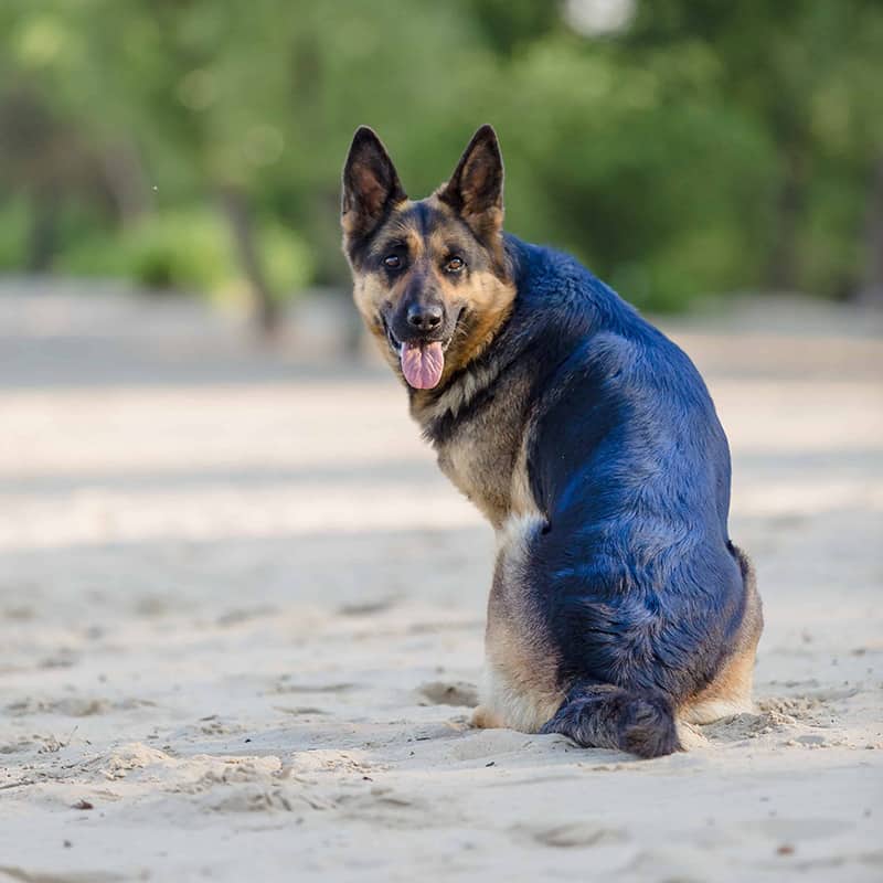 Pitkäkarvainen collie hyppää yli lautarsteen