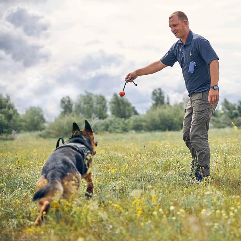 Pitkäkarvaisen collien pentuja